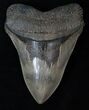 Giant Megalodon Tooth - Nice Serrations #16668-1